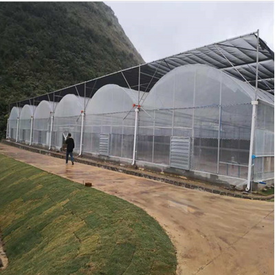 花卉種植利器 薄膜連體大棚的優(yōu)勢(shì)與建設(shè)要點(diǎn)